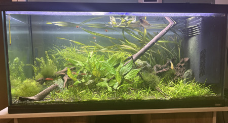 aquariophile Yyo450