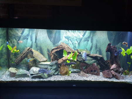 aquariophile SjSmc