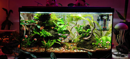 aquariophile AquaFreed