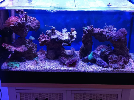aquariophile David49100
