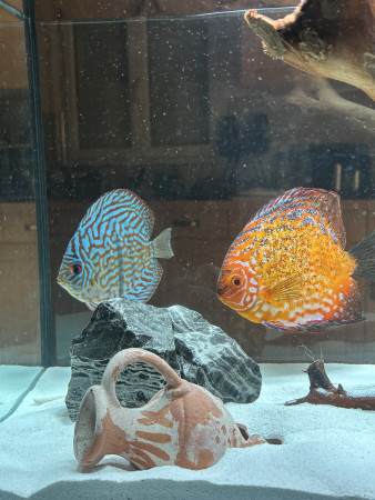 aquariophile Julien7741000