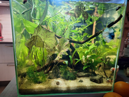 aquariophile Lucky13
