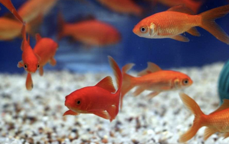 aquariophile PoissonsRouges