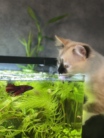 aquariophile LouLou7737