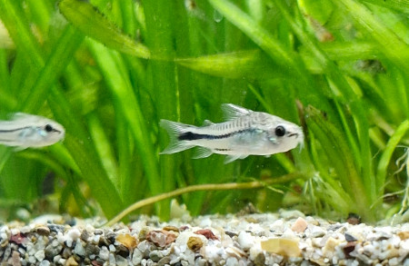 aquariophile Catalpa
