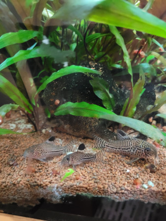 aquariophile Anastriana