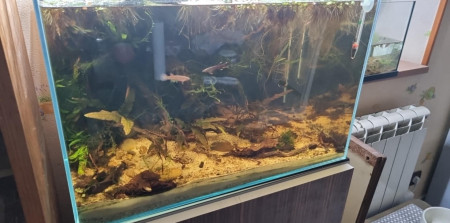 aquariophile Antoine50