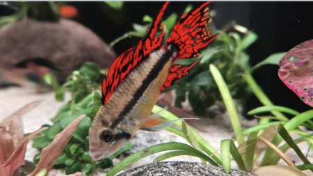 aquariophile Achach