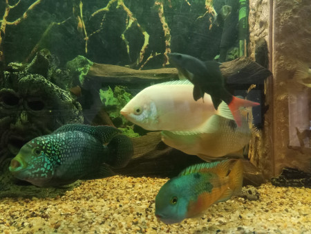 aquariophile Tetraodon32