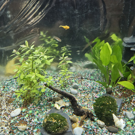 aquariophile Onzo