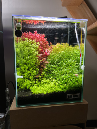 aquariophile AlexisLH