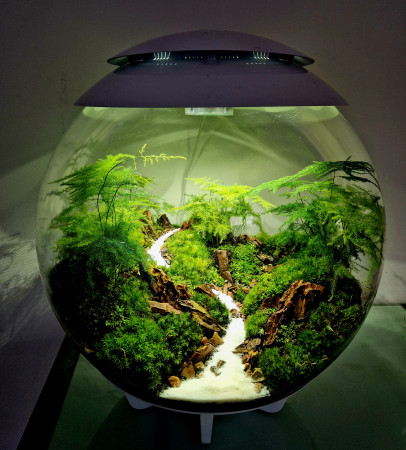 aquariophile Llac