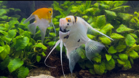 aquariophile VaKoA
