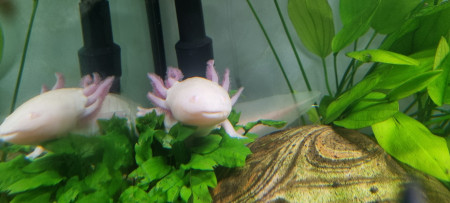 aquariophile Nelow05
