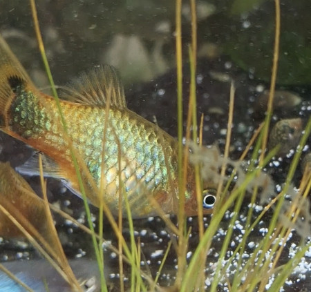 aquariophile Laura44