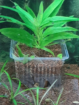 aquariophile GTBCM5
