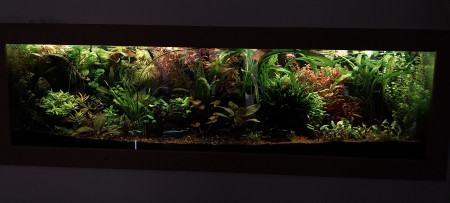 aquariophile STK54