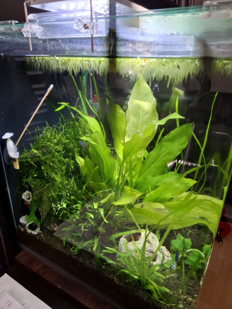 aquariophile Berurier44