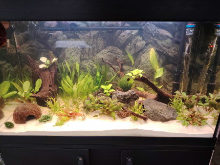 aquariophile CeceVador