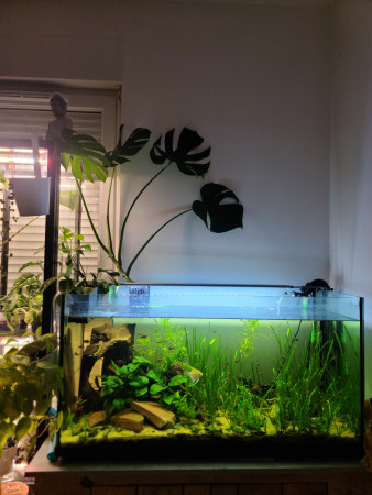 aquariophile Tohora