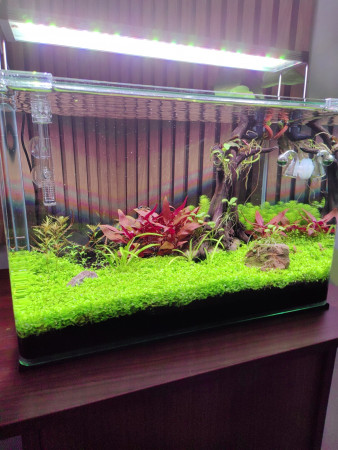 aquariophile Olivoliv