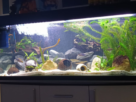 aquariophile Noahaquadu57