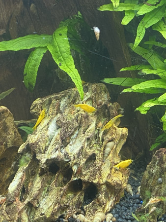 aquariophile mathieu-leandro