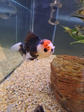 aquariophile valentin_459328