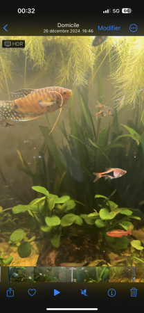 aquariophile GouramiGold69