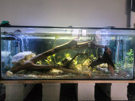 aquariophile Guizmo52