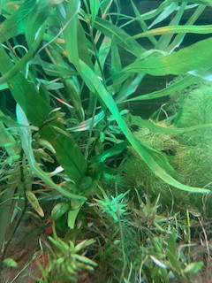 aquariophile JulQC