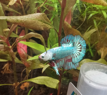 aquariophile Aqu.ar.io