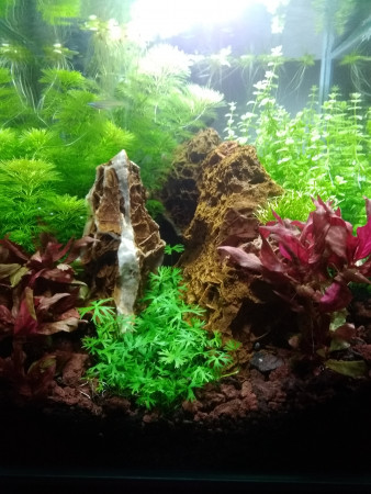 aquariophile MehdiMS