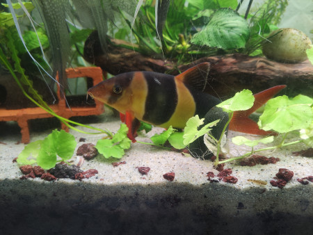 aquariophile Sebinou11