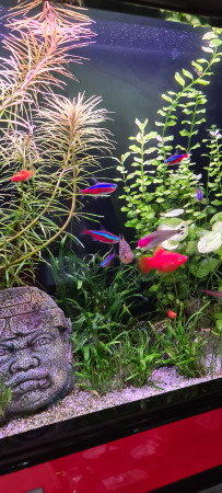 aquariophile Platy62