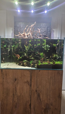 aquariophile Damien0076