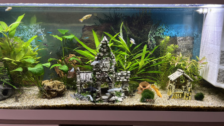 aquariophile Julien-74150