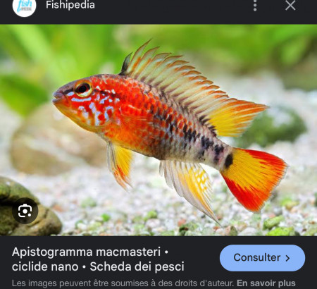 aquariophile TotoNinetta
