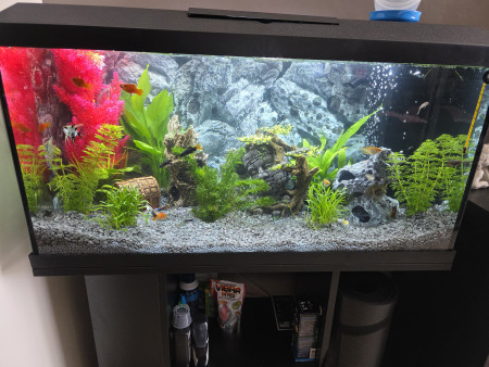 aquariophile AmouretMax804