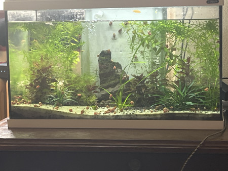 aquariophile Kelly09