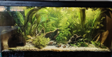 aquariophile Schao
