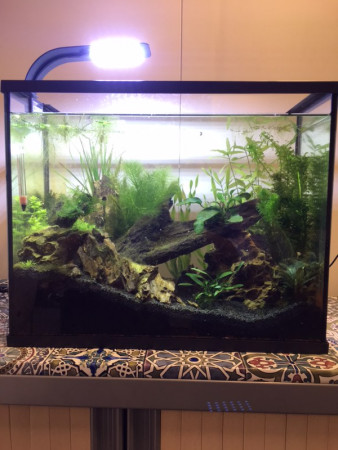 aquariophile Creazy
