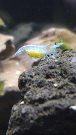 aquariophile Scassandra