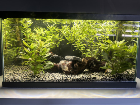 aquariophile Davbil