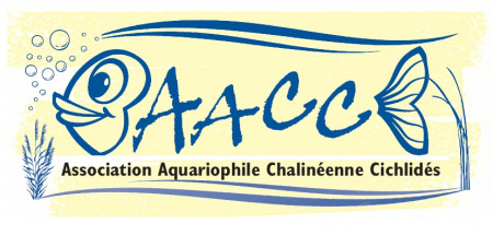 club Association Aquariophile Chalinéene Cichlidés