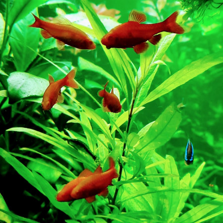 aquariophile PHIPHI44300