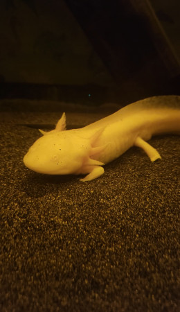 aquariophile loorea