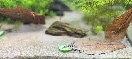aquariophile Tsukefan