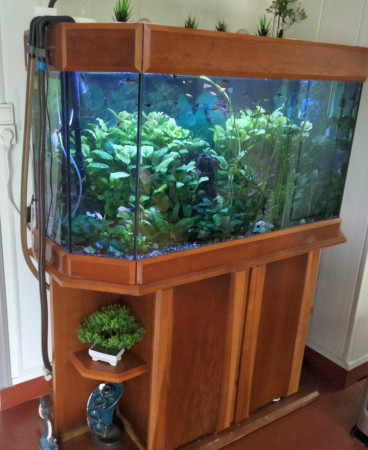 aquariophile domi56