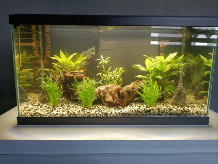 aquariophile Davbil